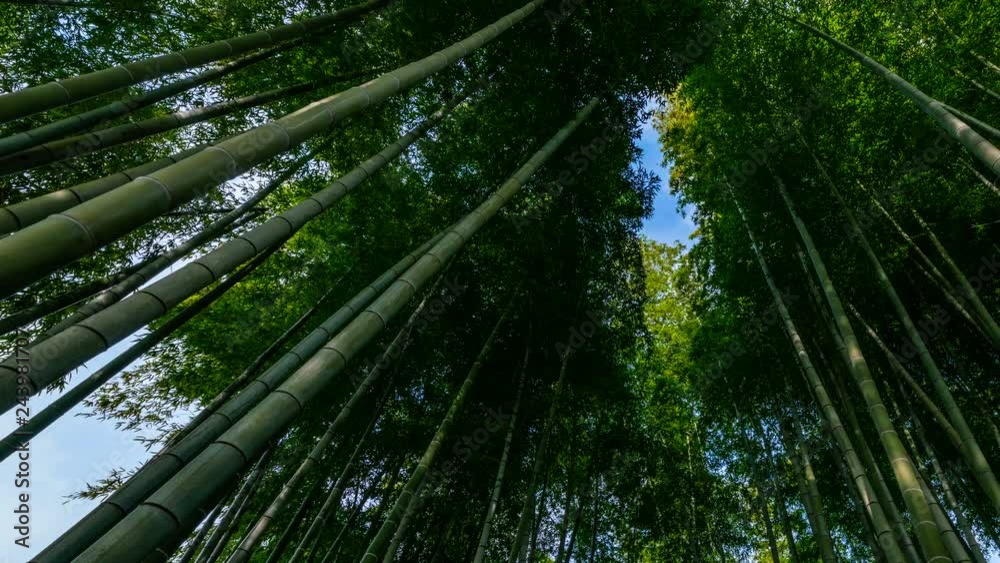 Timelapse Low Angle Shot of Bamboo Forest in Kyoto, Japan -Pan Right- Timelapse Low Angle Shot of Bamboo Forest in Kyoto, Japan -Pan Right-