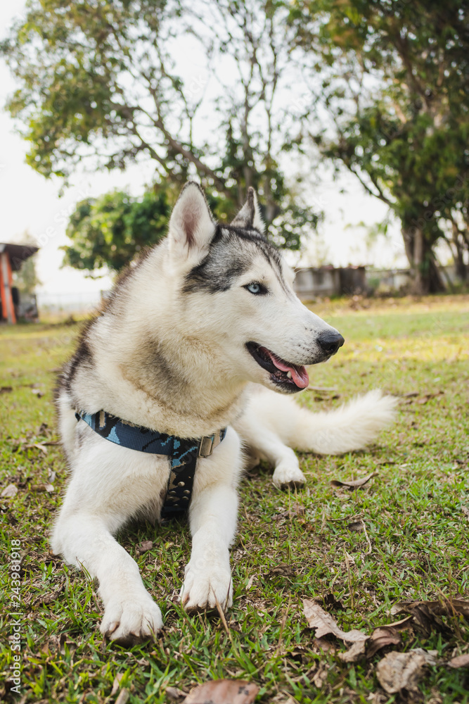 Cute siberian husky lying on green grass.Have fun