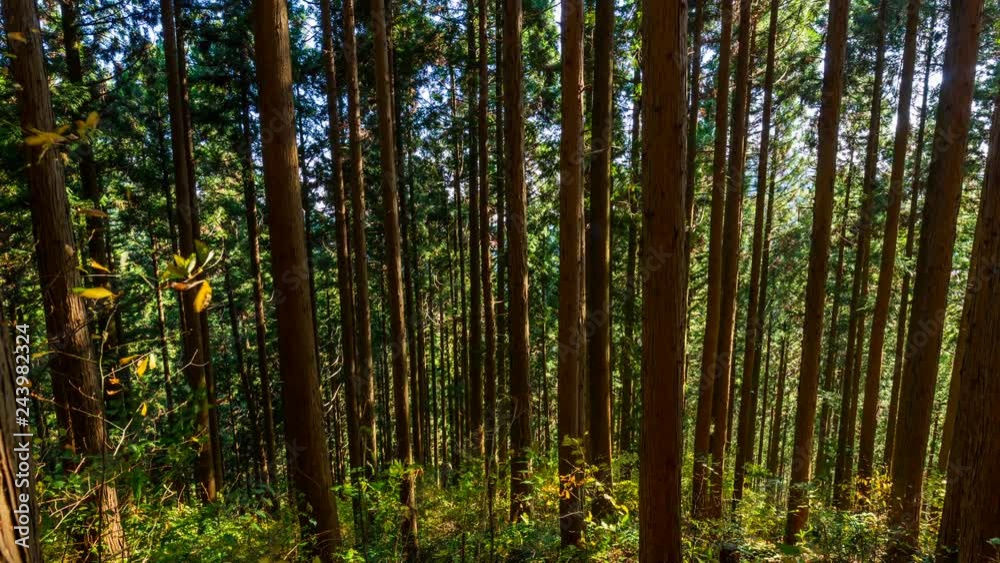 Timelapse of Sunlight Moving thru Forest Trees in Japan -Tilt Down- Timelapse of Sunlight Moving thru Forest Trees in Japan -Tilt Down-