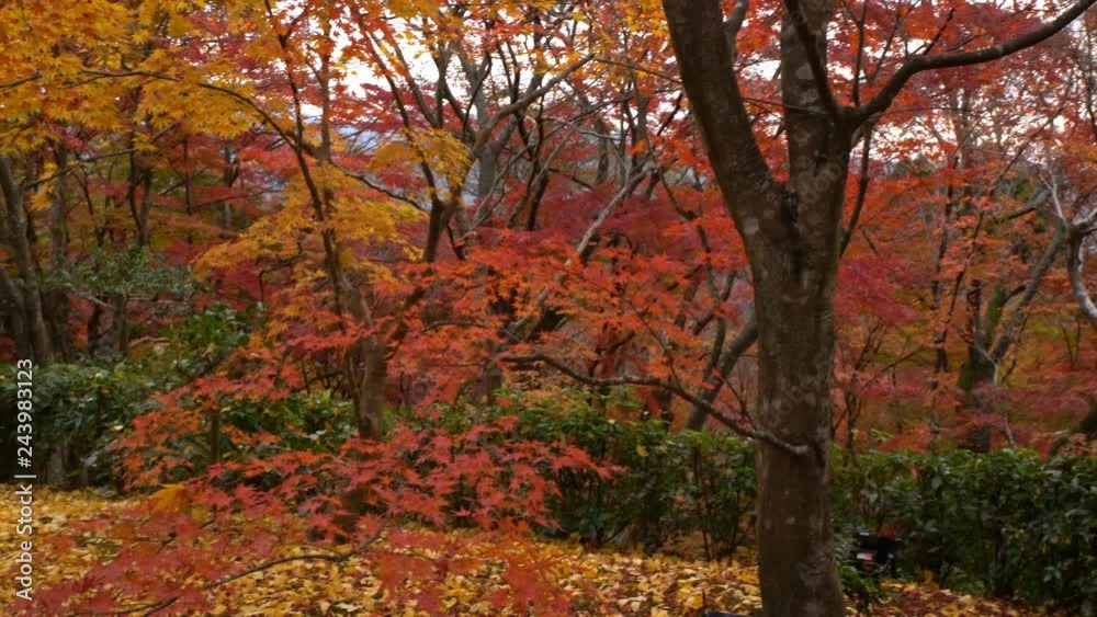 Vibrant Fall Foliage Scenery in Kyoto, Japan -Pan Left- Vibrant Fall Foliage Scenery in Kyoto, Japan -Pan Left-