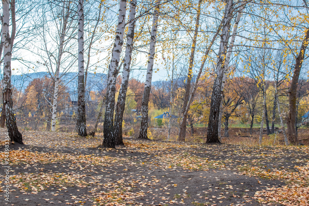 Obraz premium autumn birch forest