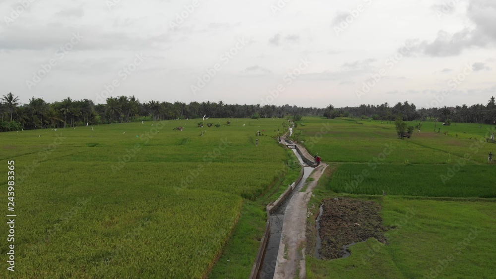 4K aerial drone footage of a big tree on a rice field. Tropical island of Bali.