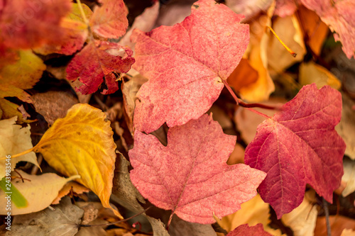 autumn leave