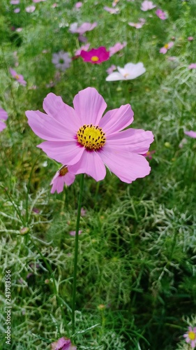 Cosmos flowers volume 9986695