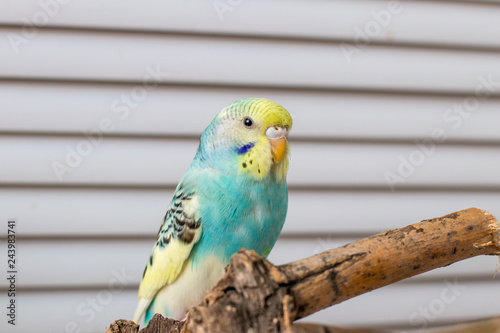 wavy parrot