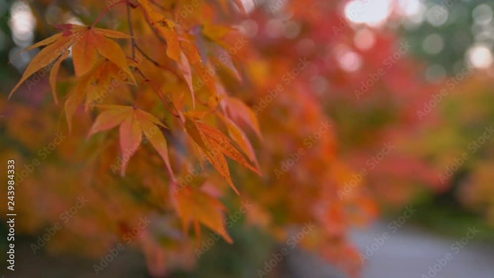 Japanese Maple Fall Foliage in Kyoto, Japan -Follow Focus- Japanese Maple Fall Foliage in Kyoto, Japan -Follow Focus-