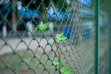 Selective focus on leaf and branch of tree grows and holds on the wire mesh fence