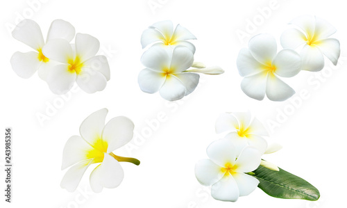 Collection of white tropical flowers frangipani (plumeria) isolated on white background..