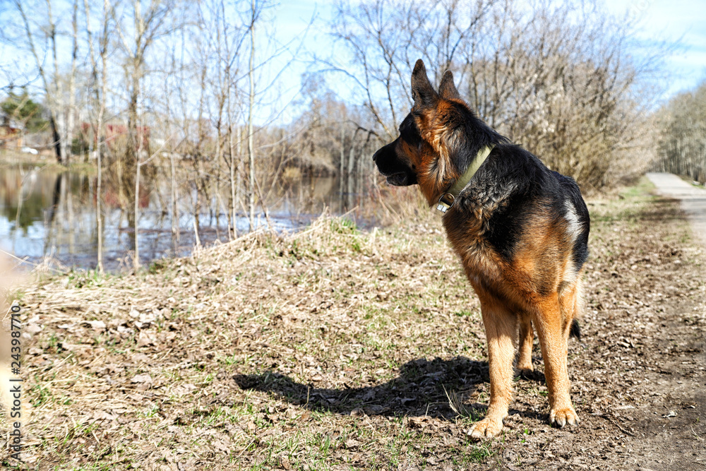 Dog German Shepherd near water in a sping day Dog German Shepherd near water in a sping day