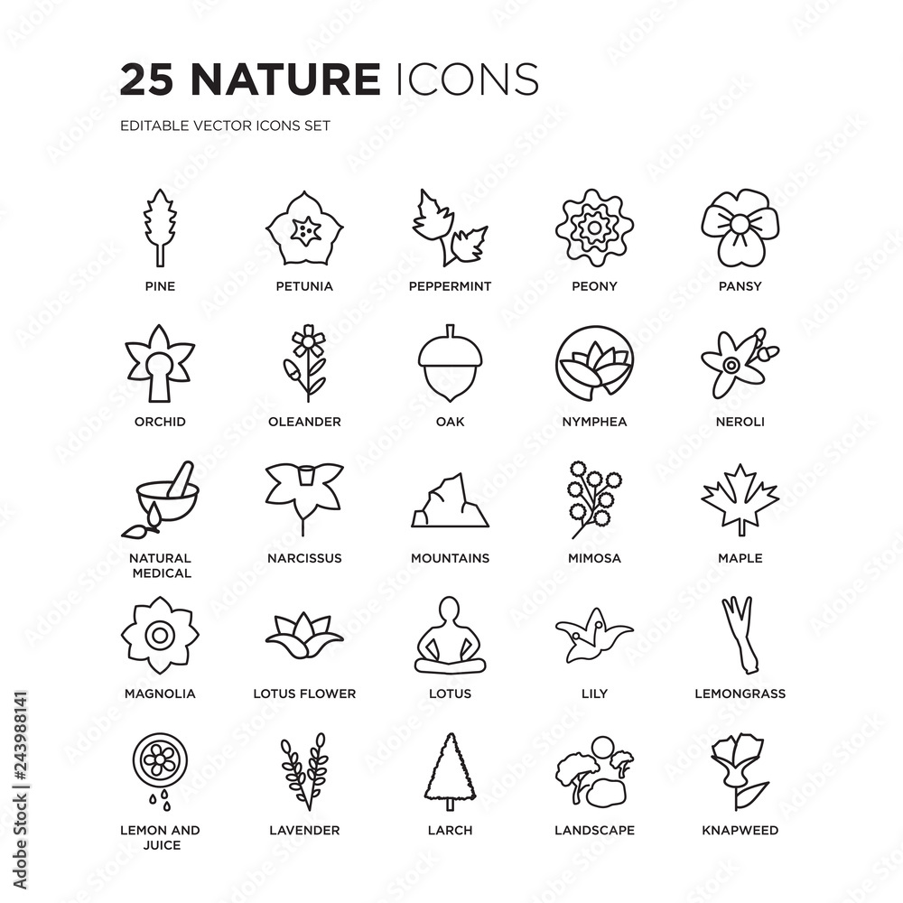 Set of 25 nature linear icons such as Pine, Petunia, Peppermint, Peony, Pansy, Neroli, Maple, Lemongrass, Lavender, Knapweed, vector illustration of trendy icon pack. Line icons with thin line stroke.