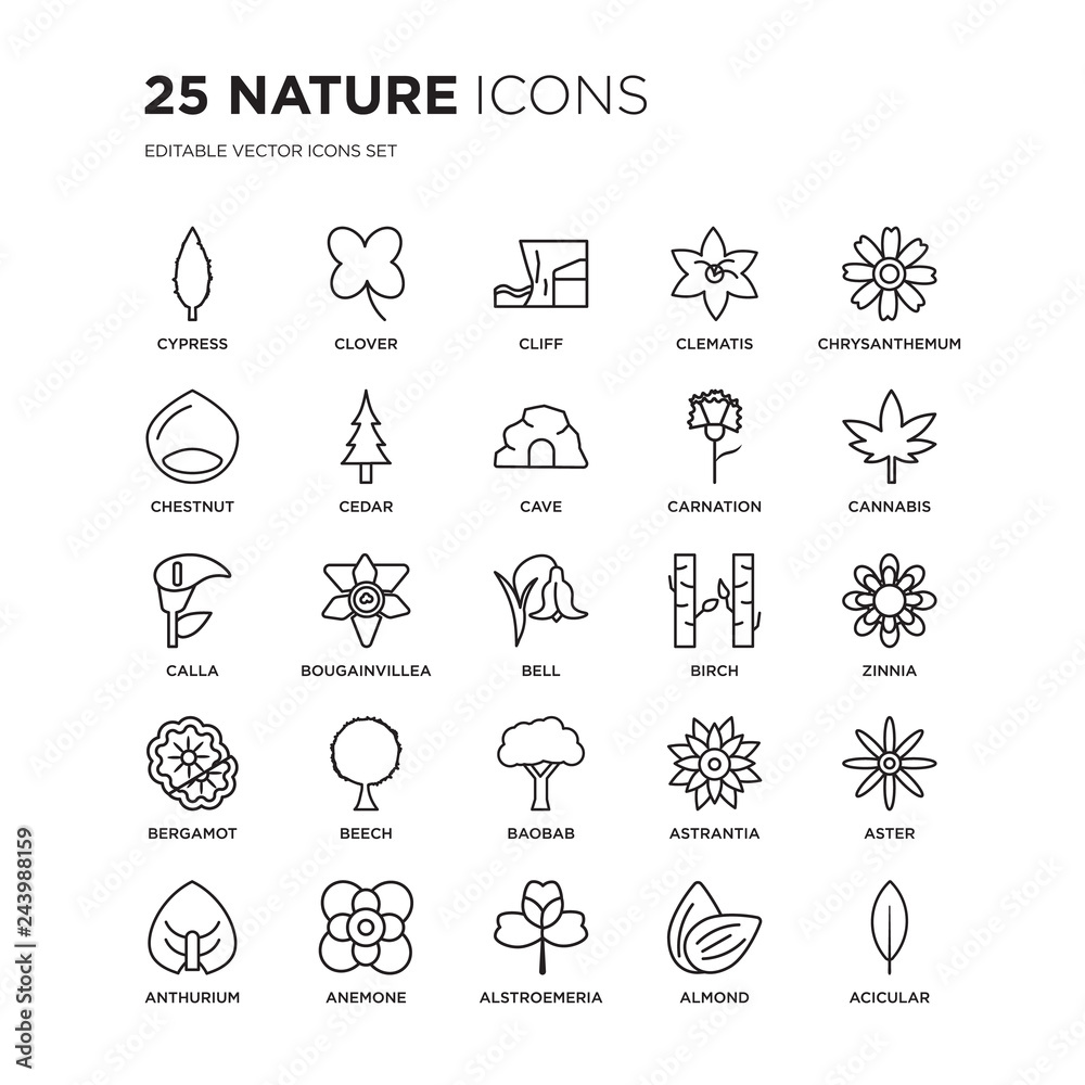Set of 25 nature linear icons such as Cypress, Clover, Cliff, Clematis, Chrysanthemum, Cannabis, Zinnia, Aster, Anemone, vector illustration of trendy icon pack. Line icons with thin line stroke.