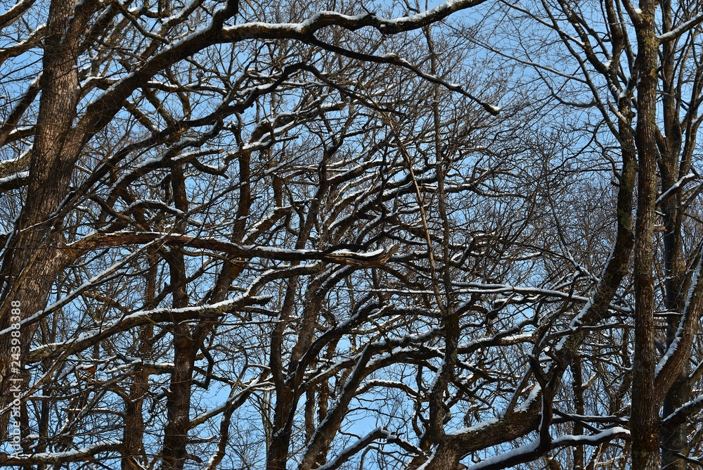 Snow on the branches of trees. Abstract texture. Blue sky. Winter. Snow on the branches of trees. Abstract texture. Blue sky. Winter.