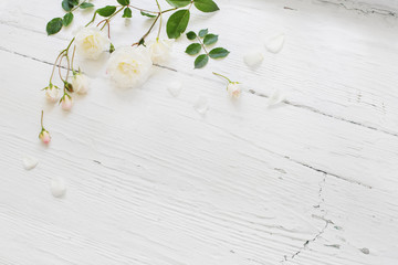 roses on white wooden background