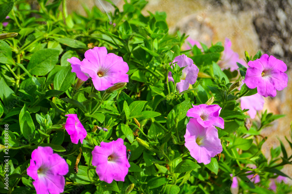 Flowers in the garden Flowers in the garden
