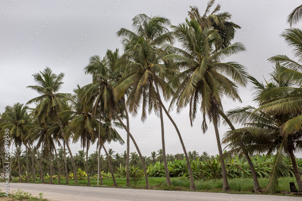 Road lined with palm trees and fruit plantations in Salalah, Oman, during khareef