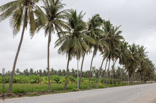 Road lined with palm trees and fruit plantations in Salalah, Oman, during khareef