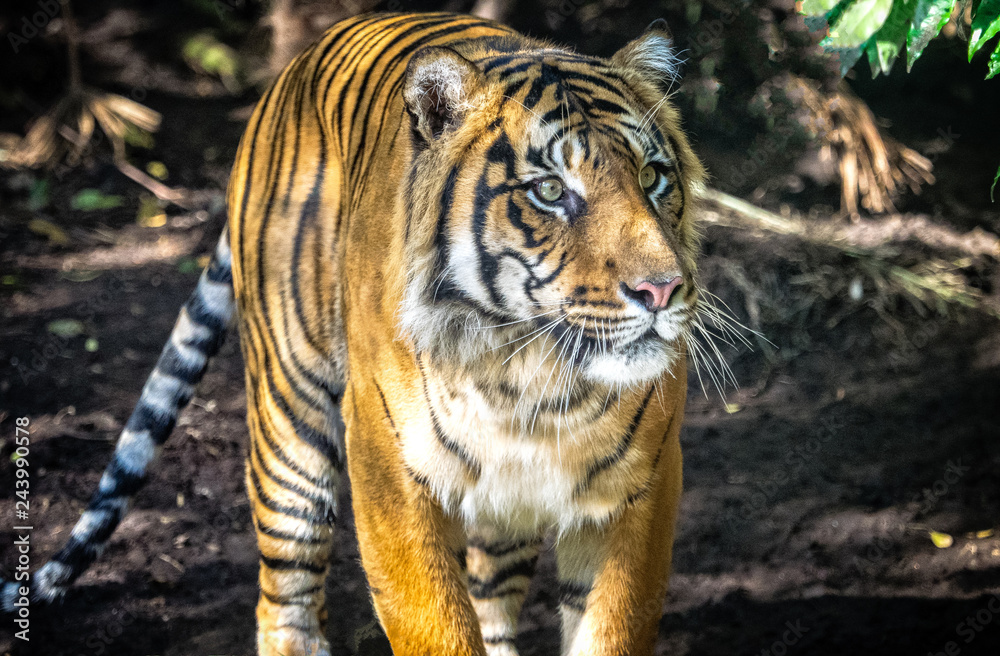 Sumatran Tiger at Melbourne Zoo Sumatran Tiger at Melbourne Zoo