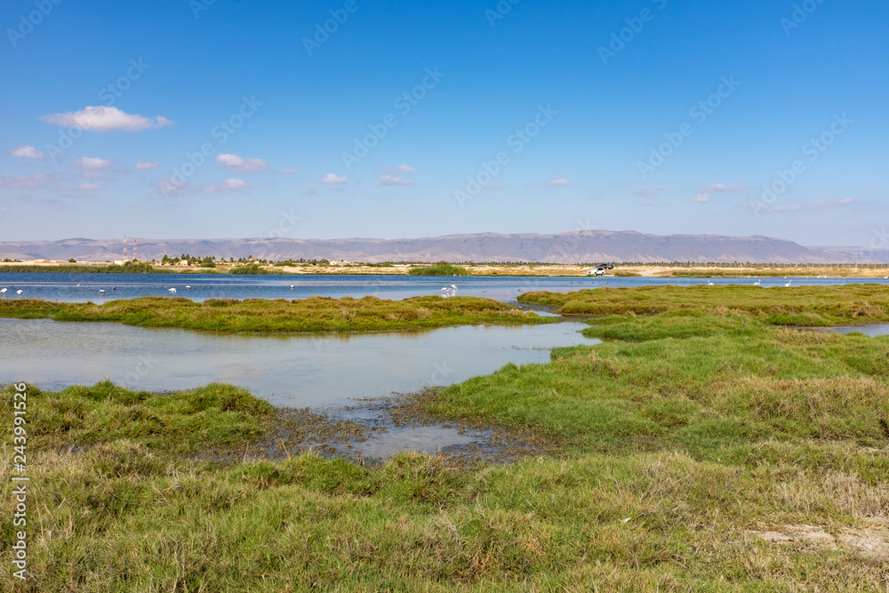 Flamingoes, Salalah, Oman