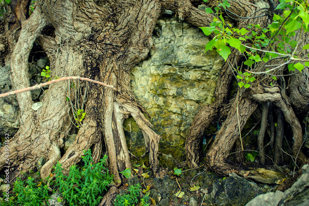 fairy forest, roots on the stone
