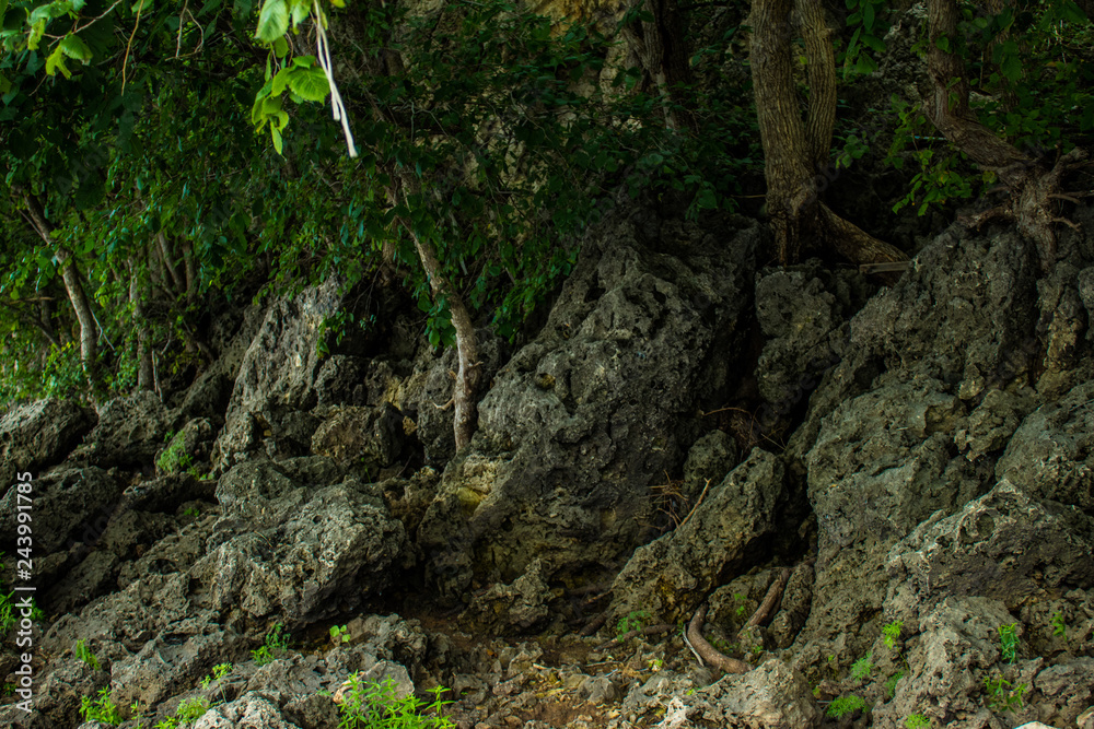 Fototapeta premium fairy forest, roots on the stone