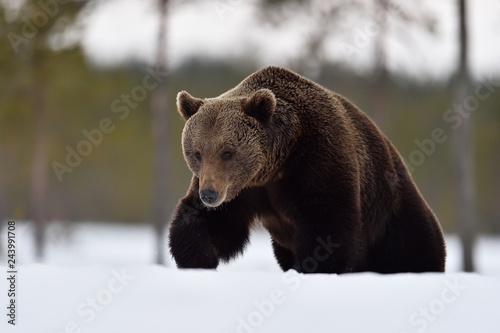 brown bear walking deep in the snow. big male bear on snow.