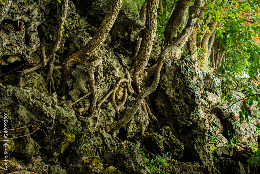 fairy forest, roots on the stone fairy forest, roots on the stone