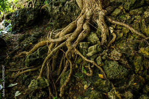 fairy forest, roots on the stone