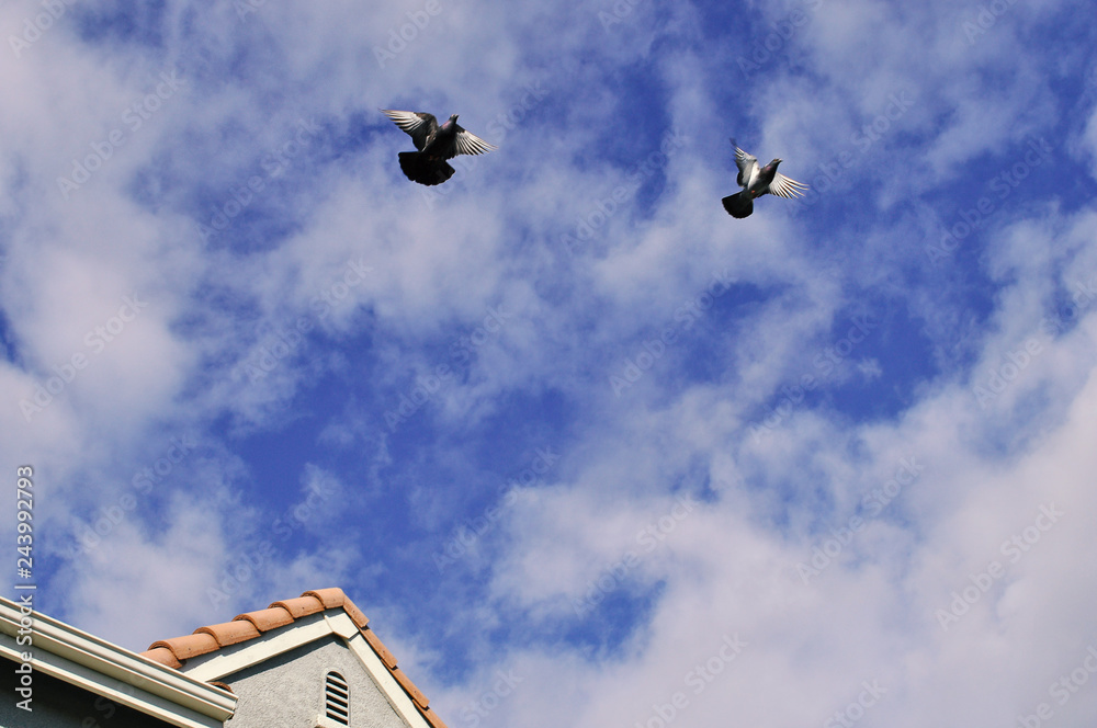 pigeons flying away from residential home pigeons flying away from residential home