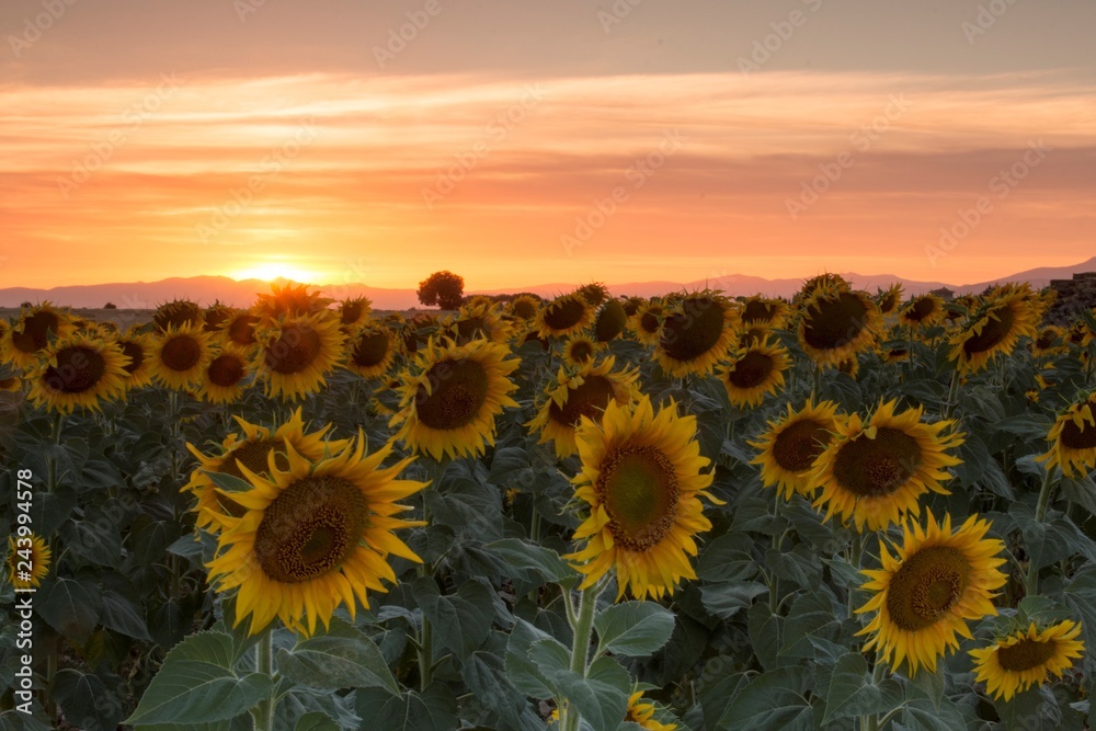 sunflowers in spring