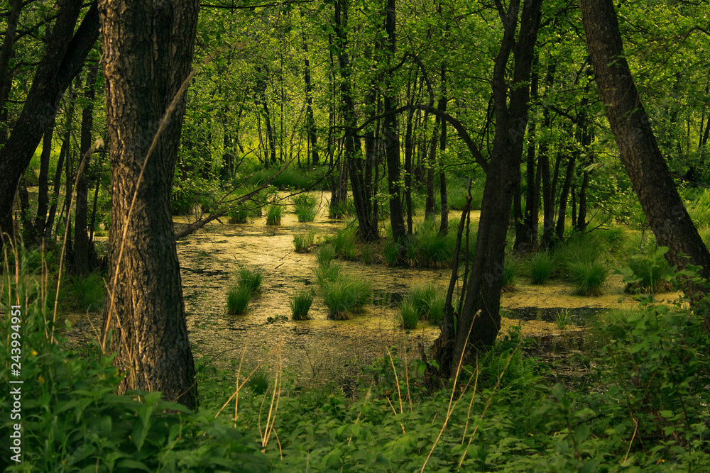 Obraz premium the swamp woods, bog