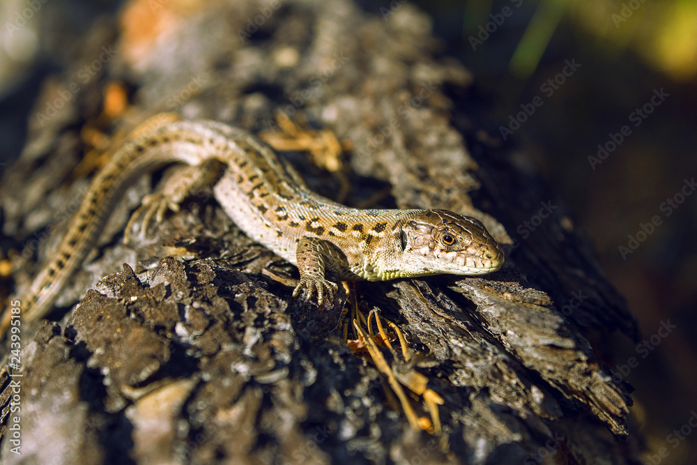 the old lizard the old lizard