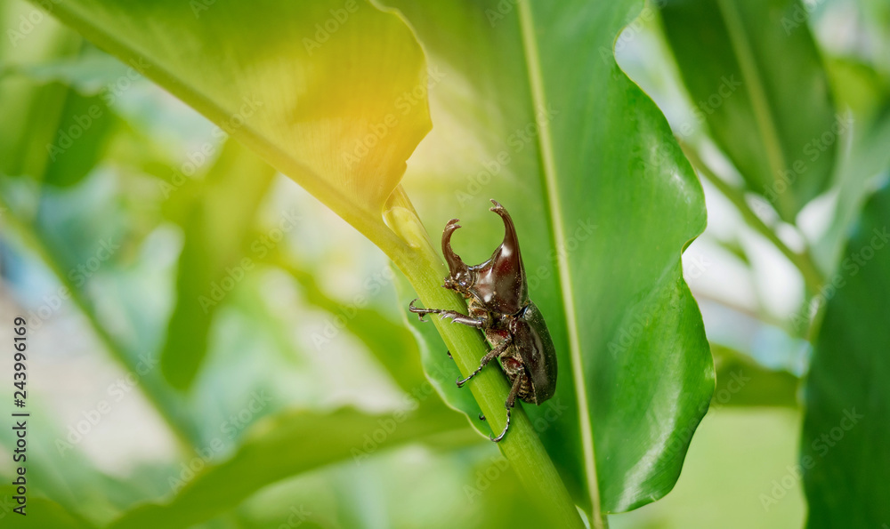 beetle on green leaf background, insect, beetle on leave beetle on green leaf background, insect, beetle on leave