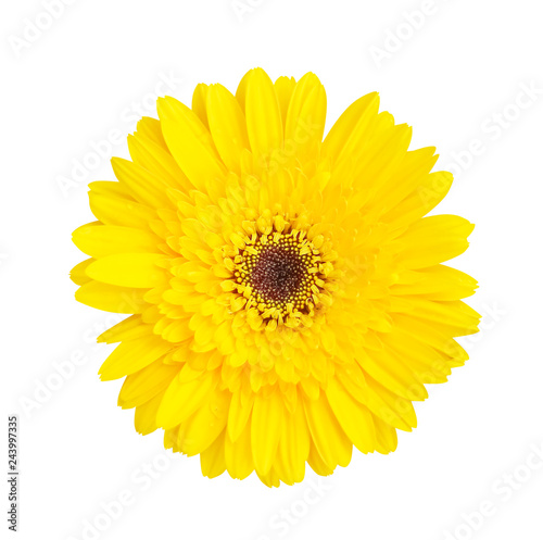 Colorful top view beautiful yellow gerbera or barberton daisy flower blooming with water drops isolated on white background and clipping path