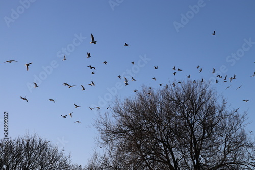 flock of birds in flight