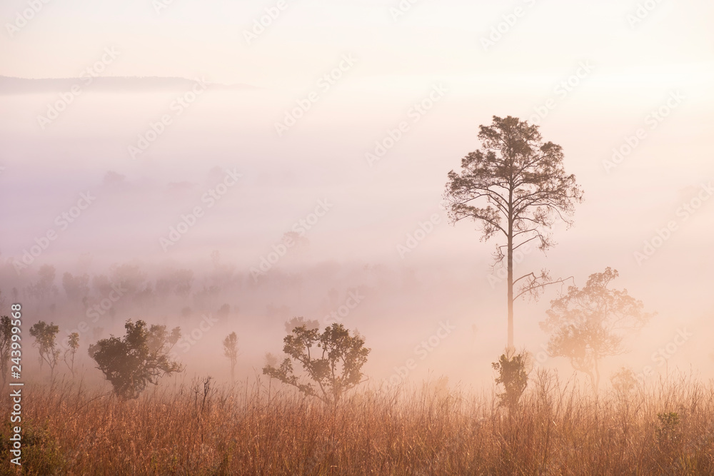 Blurred for Background.Sunrise in the morning with fog floating in the forest in the winter.