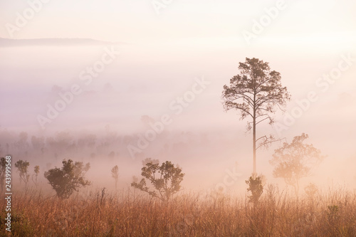 Blurred for Background.Sunrise in the morning with fog floating in the forest in the winter.