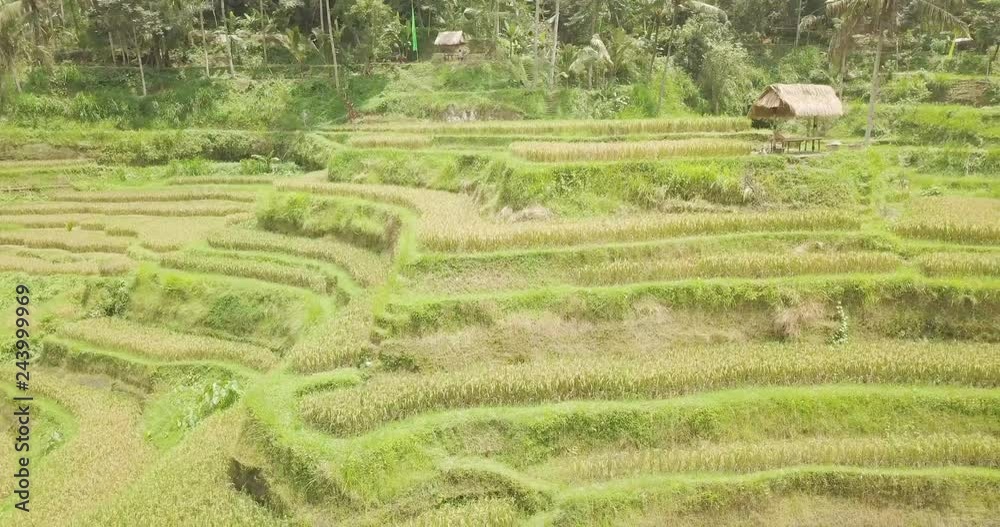 Rice terraces, Bali, Indonesia, Land rice terraces 4K Rice terraces, Bali, Indonesia, Land rice terraces 4K