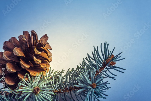 Detail of fir tree cone and gemmate needle twigs over blue background with copy space. photo