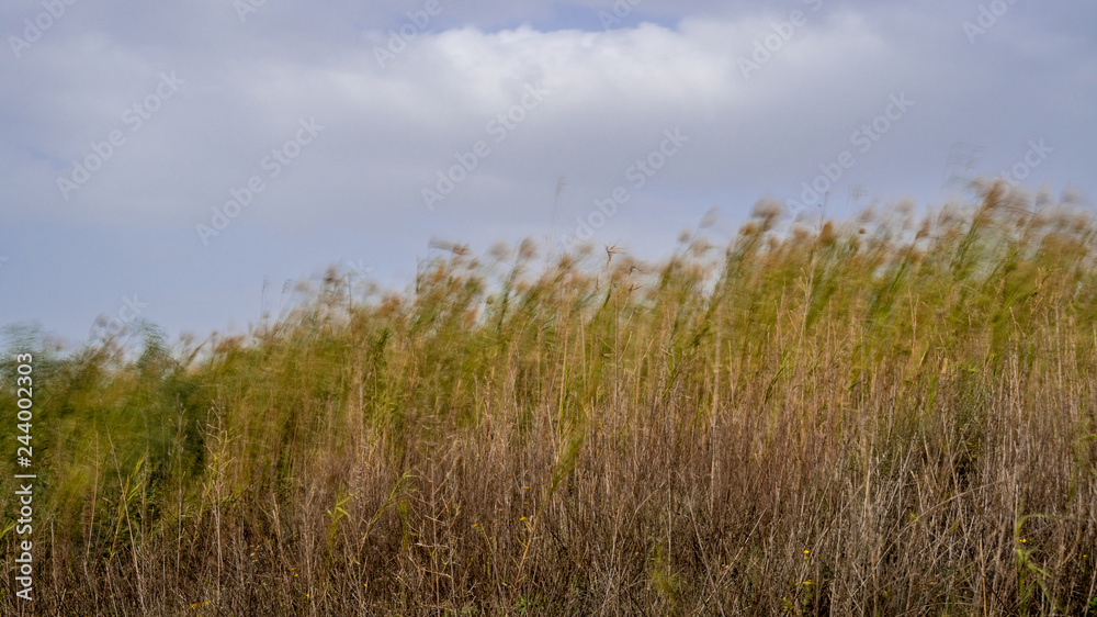 Long exposure landscape in during a windy winter day- Israel Long exposure landscape in during a windy winter day- Israel