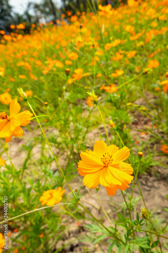 cosmos flowers in the field