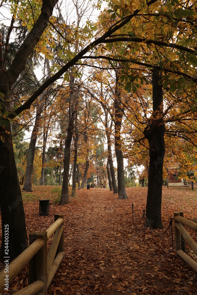 Fototapeta premium Otoño