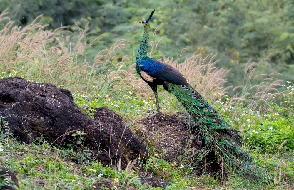 Naklejka premium The male peacock standing on stone in nature.