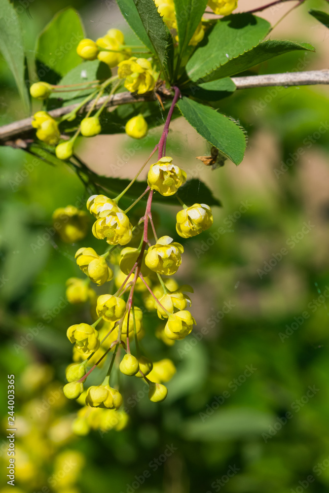 Fototapeta premium Yellow flowers cluster on blooming Common or European Barberry, Berberis Vulgaris, macro, selective focus, shallow DOF