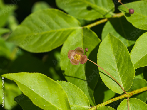 Small flower and bud on Spindle Tree, Euonymus Verrucosus, macro, selective focus, shallow DOF