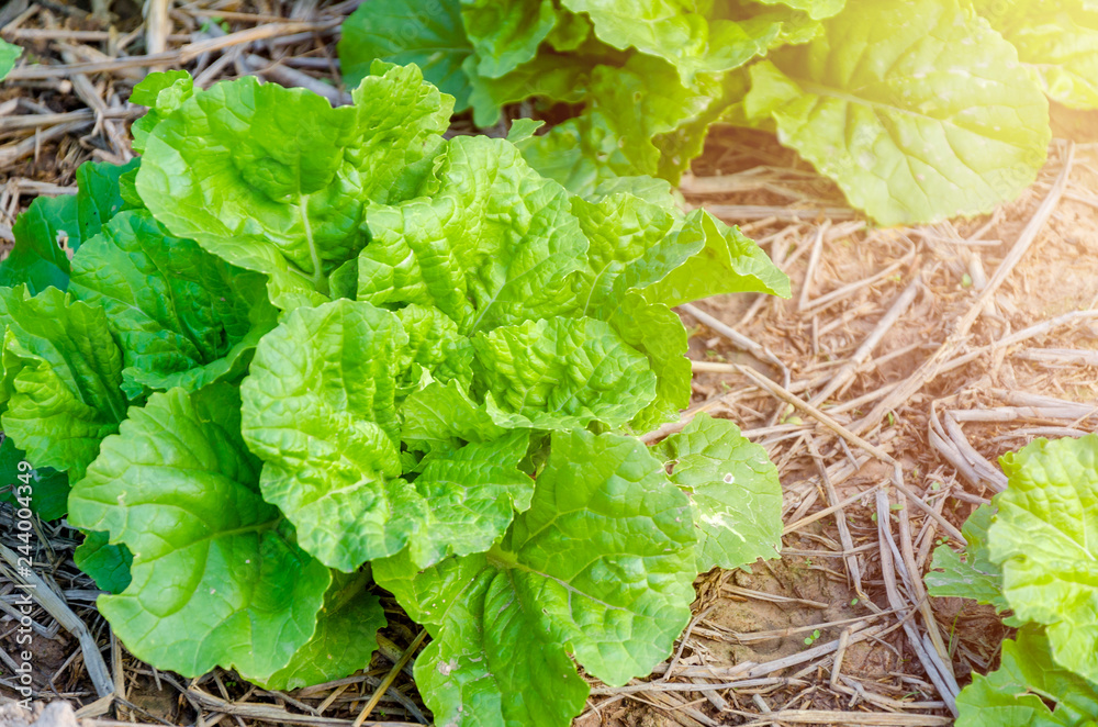 Nappa cabbage green leaves in the field,ingredient for made kimchi in Korea. - Image Nappa cabbage green leaves in the field,ingredient for made kimchi in Korea. - Image