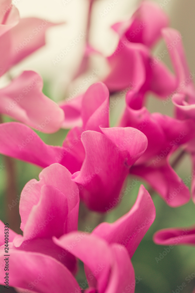 beautiful pink flowers in the garden with spring bokeh background