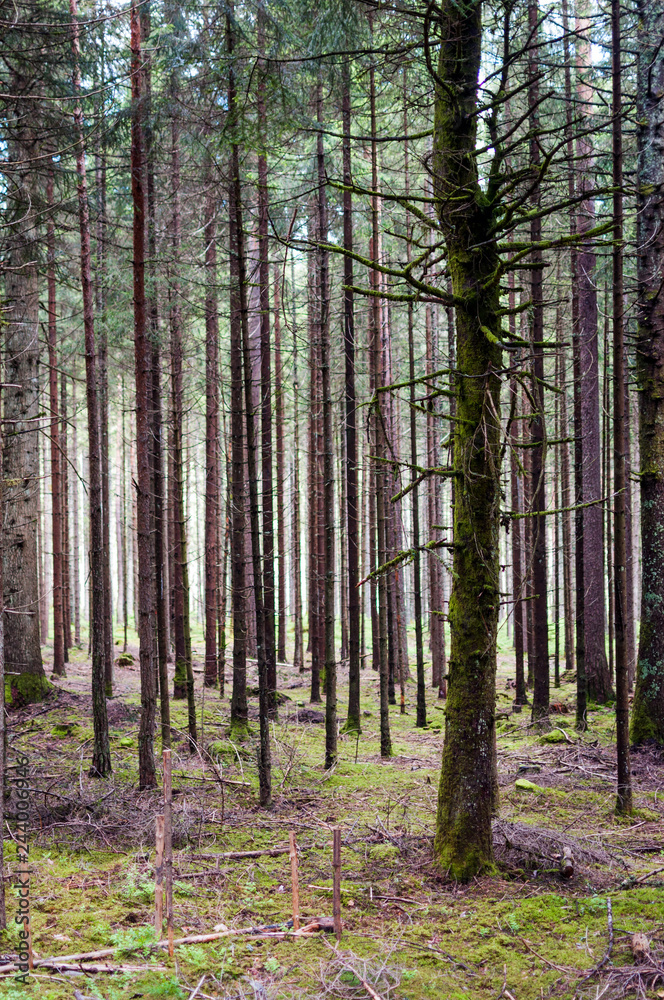 Fototapeta premium Wald