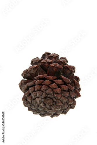 Pine cone on white background