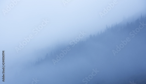 foggy forest tree tops