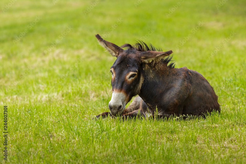 Fototapeta premium Brown attentive donkey (Equus africanus asinus) resting in the grass.